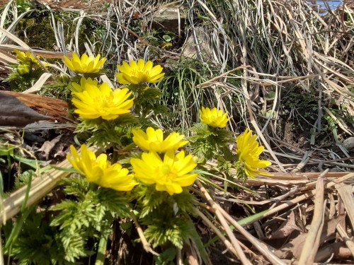 20250321_140030シカもみほれてたべぬのか　訳なおでしょ